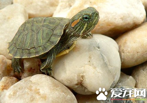 寵物烏龜的飼養方法 飼養烏龜應注意的事項