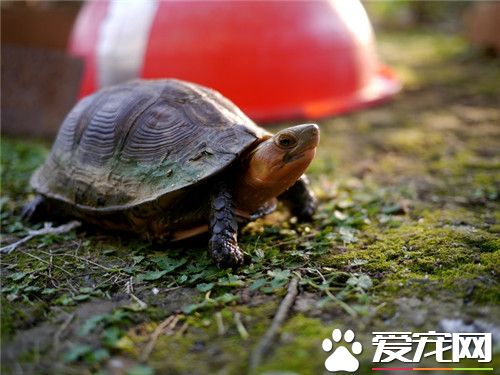 黃緣龜的飼養方法 養黃緣龜池底部要光滑