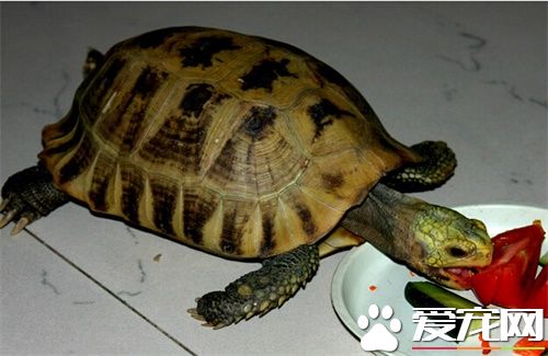 緬甸陸龜的孵化 緬甸陸龜孵化需要注意地方