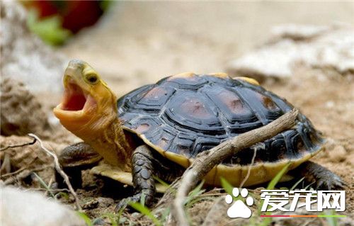 黃緣龜怎麼養 黃緣龜飼養需要注意的事項