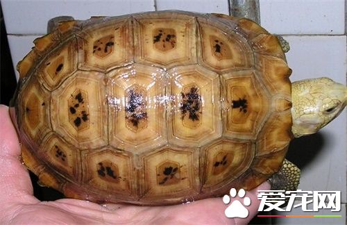 緬甸陸龜的種類 緬陸最受歡迎的金頭瑞麗種