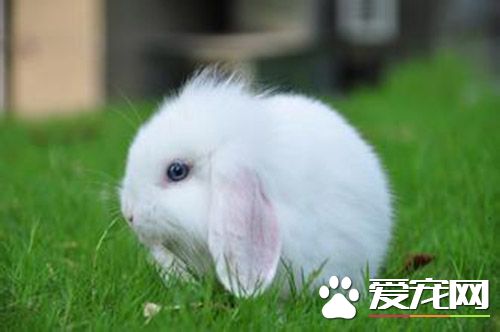 如何分辨垂耳兔 迷你垂耳兔的體型更小