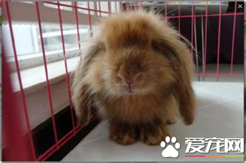 長耳朵兔子叫什麼 長耳兔又被稱為垂耳兔