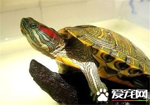 紅耳龜能養多大 紅耳龜全長約15到25厘米