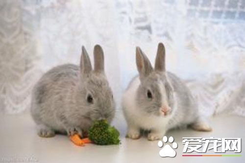 兔子可以活幾年 兔子平均年齡是多少