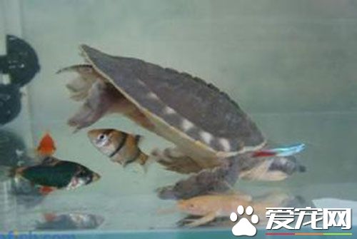 豬鼻龜能養多大 背甲的長度一般可達46-51厘米