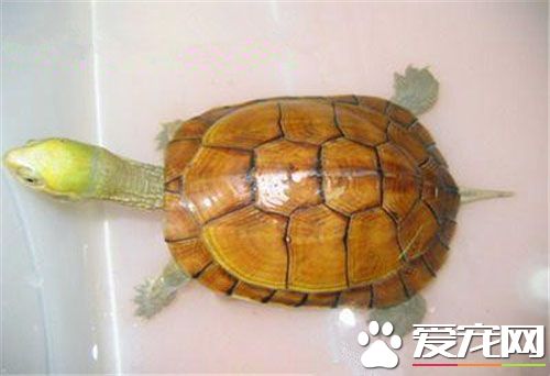 黃喉龜好養嗎 如何選號養龜的容器