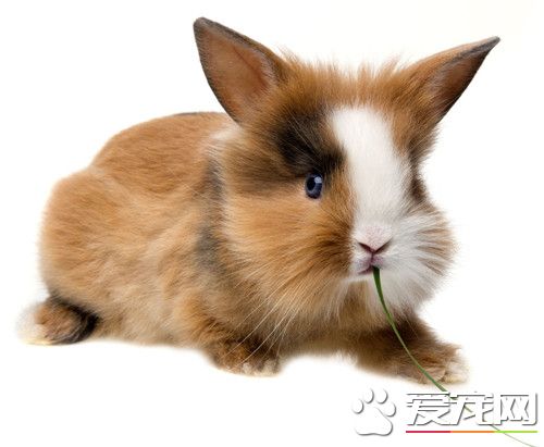 兔子可以吃香蕉皮嗎 最好不要給兔子吃香蕉皮