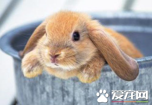 垂耳兔公母哪個好 公兔較母兔更愛與人互動