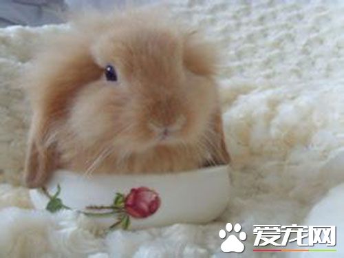 垂耳兔不吃東西 兔子在哪些情況下會停止進食