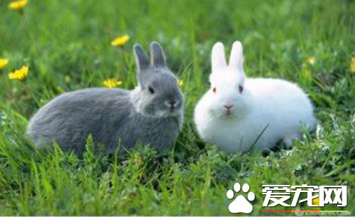 兔子是胎生嗎 寵物兔子是胎生類動物
