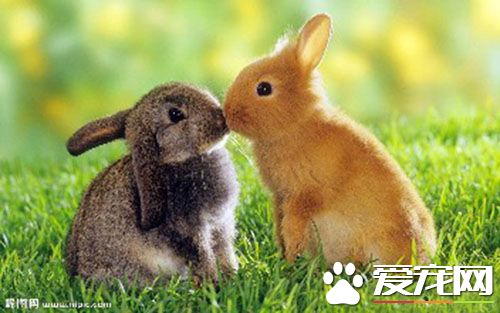 兔子可以喝溫水嗎 兔子需要的水比其他動物少
