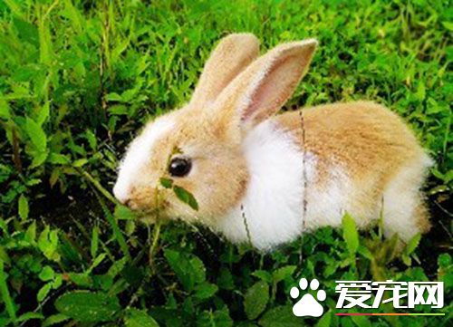 兔子可以吃飯嗎 不可以給兔子吃米飯