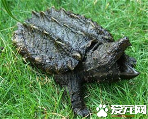 北美鳄龜能長多大 鳄龜個體能長到23千克以上