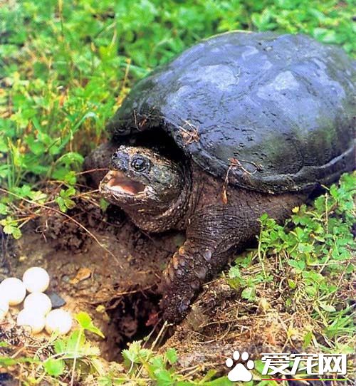 鳄龜生長速度 長得好的話一月能張1厘米