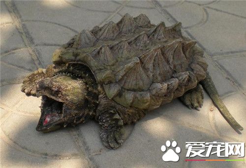 鳄龜最大能長多大 最大的鳄龜有86厘米
