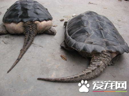 佛鳄龜生長速度 鳄龜小時候生長緩慢