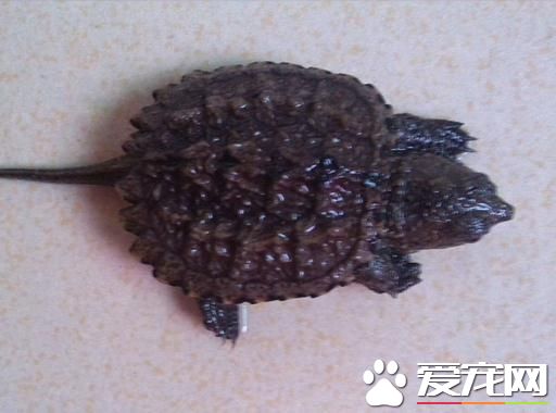 鳄龜蛋怎麼孵化 鳄龜蛋的幾種孵化方法
