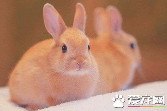 兔子是怎麼叫的 兔子一共有八種不同的叫聲