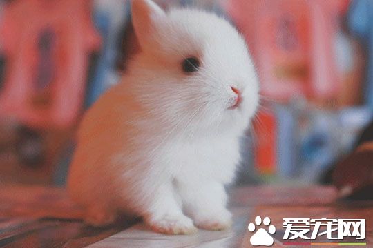 兔子有什麼本領 兔子的繁殖能力特別高