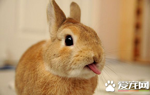 兔子為什麼發抖 氣溫高的時候兔子發抖