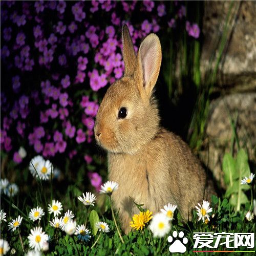 兔子跺腳是什麼意思 感到有危險表示害怕