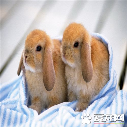 兔子生活習性 家兔是由野兔經長期馴化而來的