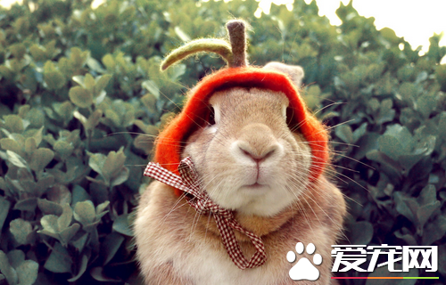 兔子能吃桔子皮嗎 兔子是草食性的動物