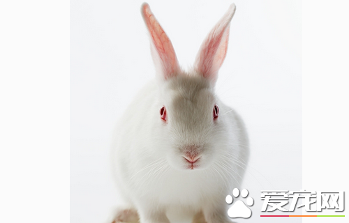 兔子能做什麼 寵物兔子超強的繁殖能力