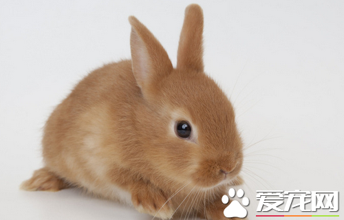 兔子能吃莴筍葉嗎 能吃但是不能長期喂食