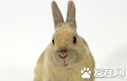 兔子能活幾年 一般的兔子五至六年的壽命