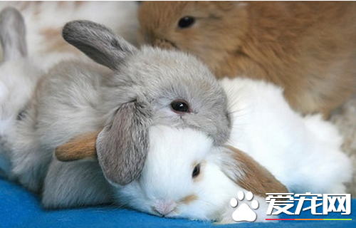 兔子有什麼能力 兔子適應環境的獨特能力