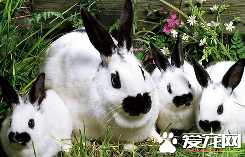 兔子能跑多快 寵物兔子的活動范圍是多少