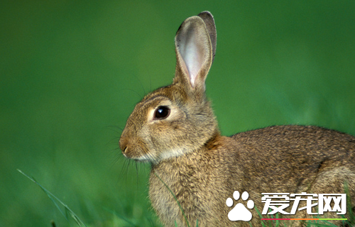 兔子是怎麼交配的 如何提高兔子的繁殖效率