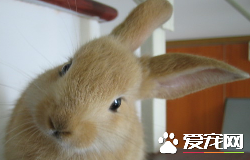 寵物兔子臭嗎 寵物兔不臭的改善方法