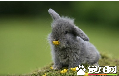 怎麼養兔子寵物 四種正確用具可減少兔子生病