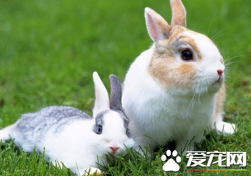 養寵物兔子注意事項 飼養兔子的環境要干燥