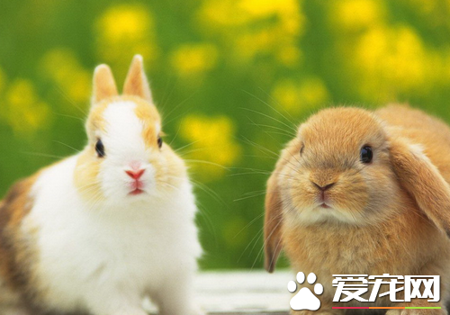 寵物兔子能長多大 體重一般在兩斤半左右