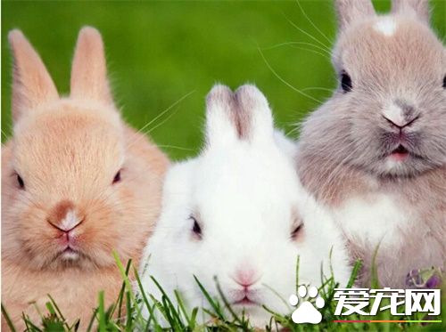 哪種寵物兔子最好養 三種最好養的兔子