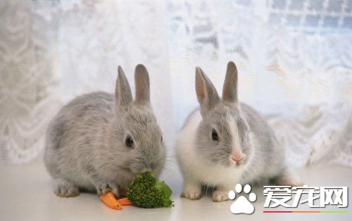 兔子如何喂養 喂養兔子需要注意的事項