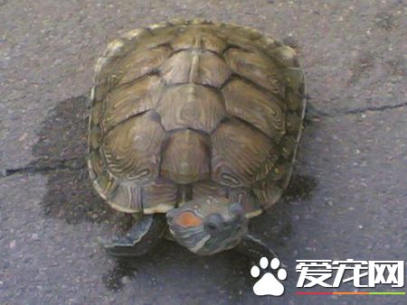 養巴西紅耳龜水位大約多少 幼龜要有五公升水