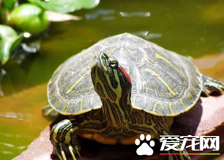 巴西紅耳龜是不是巴西綠龜 巴西紅耳龜外觀特征