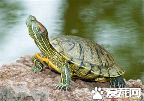 巴西龜的水溫 巴西龜最適溫度為20到32度