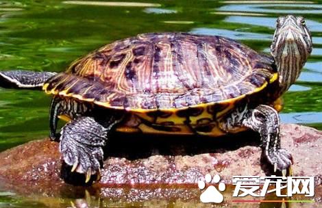 巴西紅耳龜會淹死嗎 巴西龜是一種半水性烏龜