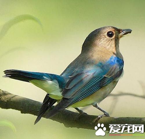 鳥的主要特征 鳥是兩足恆溫卵生的脊椎動物