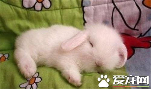 兔子冬眠嗎 兔子是恆溫動物是不需要冬眠的