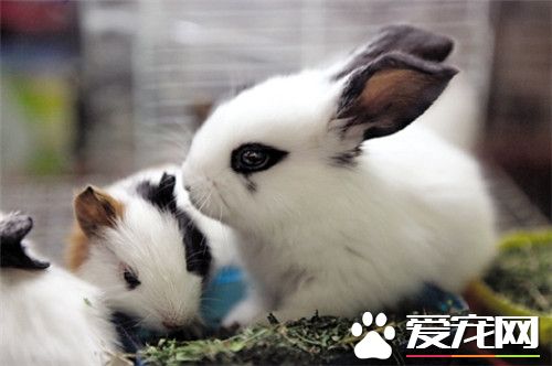 兔子的飼養與管理 兔子的飼養管理方法