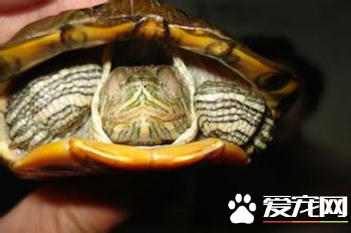 巴西紅耳龜的天敵 巴西龜是著名的生態入侵物種