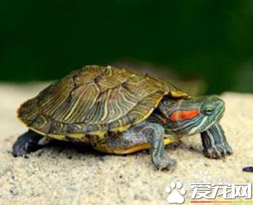 巴西紅耳龜怎麼分公母 雄龜體形較薄而小