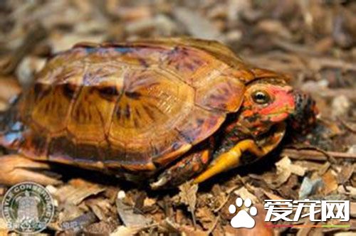 楓葉龜飼養環境 楓葉龜日常的環境管理